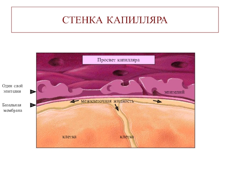 Слои капилляров. Базальная мембрана капилляров. Стенка капилляра. Строение клетки капилляра. Эпителиальные стенки капилляров.