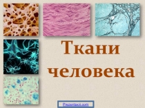 Ткани
человека
Prezentacii.com