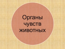 орг чувств животных