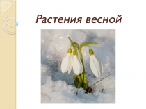 Растения весной
