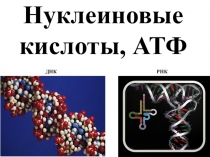 Нуклеиновые кислоты, АТФ
