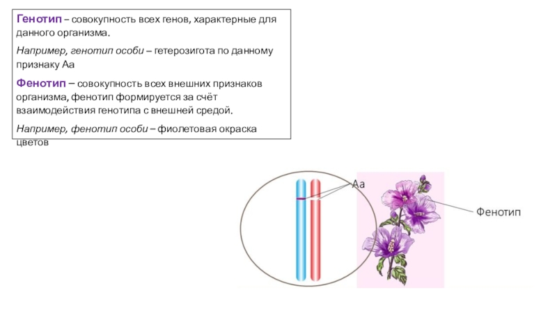 Взаимодействие генотипа и среды при формировании признака презентация 10 класс