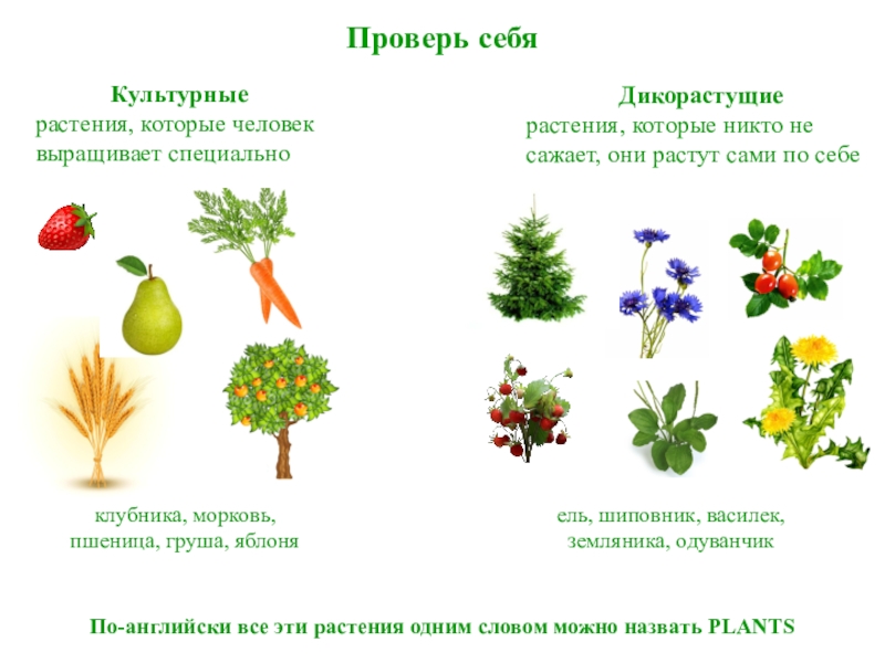 Растения которые люди специально выращивают