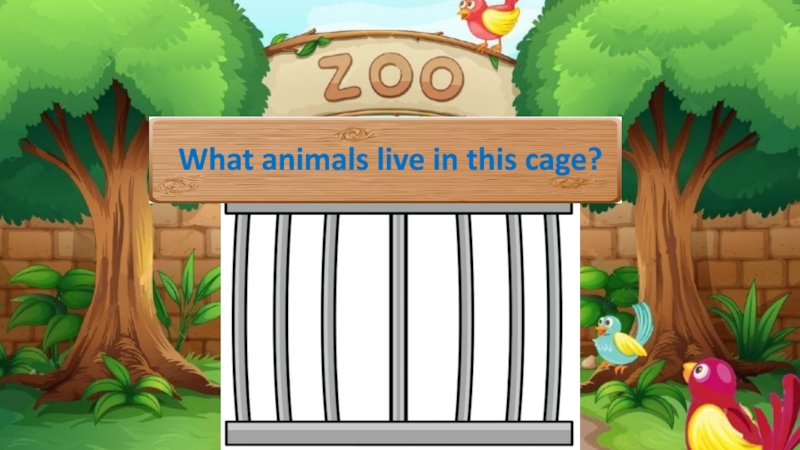 What animals live in this cage ?