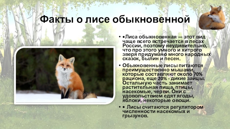 Факты о лисе обыкновенной•Лиса обыкновенная — этот вид чаще всего встречается в лесах России, поэтому неудивительно, что