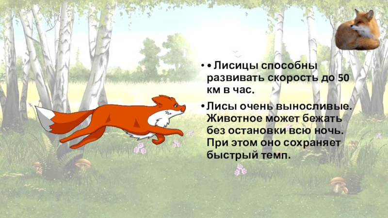 •	Лисицы способны развивать скорость до 50 км в час.Лисы очень выносливые. Животное может бежать без остановки всю