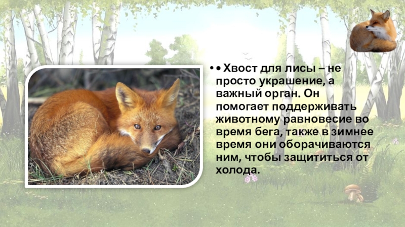•	Хвост для лисы – не просто украшение, а важный орган. Он помогает поддерживать животному равновесие во время