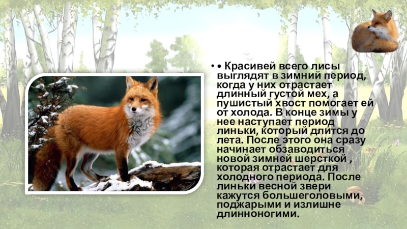 •	Красивей всего лисы выглядят в зимний период, когда у них отрастает длинный густой мех, а пушистый хвост