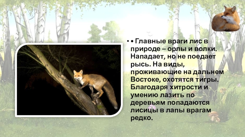 •	Главные враги лис в природе – орлы и волки. Нападает, но не поедает рысь. На виды, проживающие