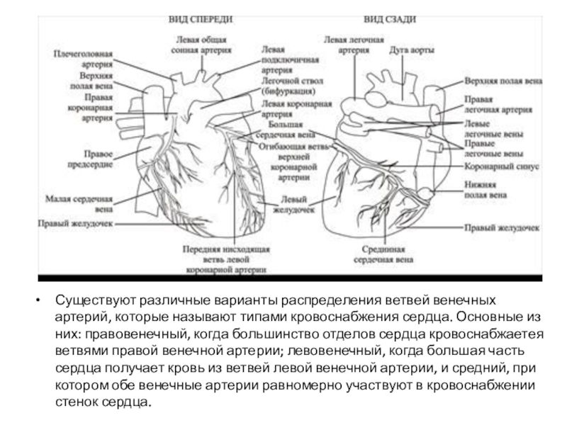 Кровоснабжение сердца анатомия схема