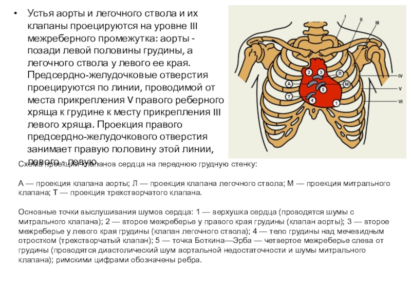 Проекция клапанов сердца на грудную стенку