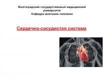 Волгоградский государственный медицинский университет Кафедра анатомии человека