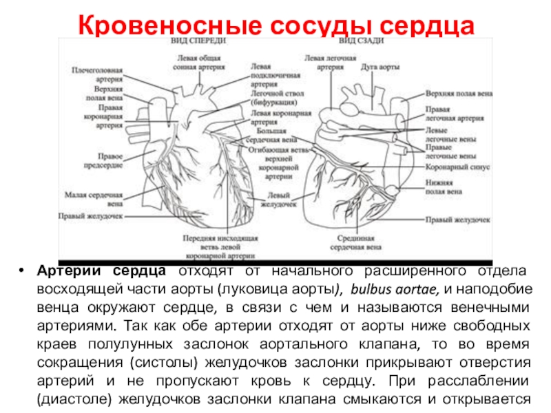 Сердце с сосудами схема