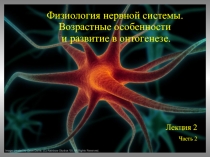 Физиология нервной системы.
Возрастные особенности
и развитие в