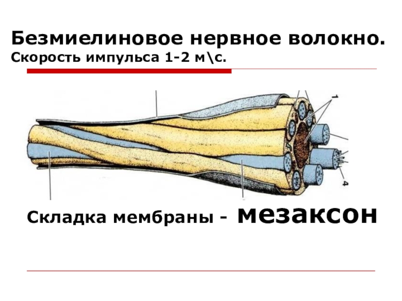 Безмиелиновые нервные волокна рисунок