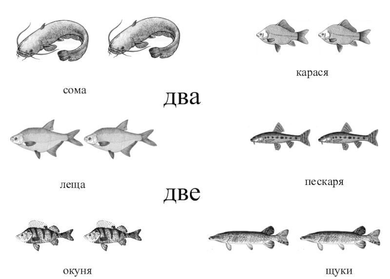 На рисунке изображены сом и щука длина щуки 50 см