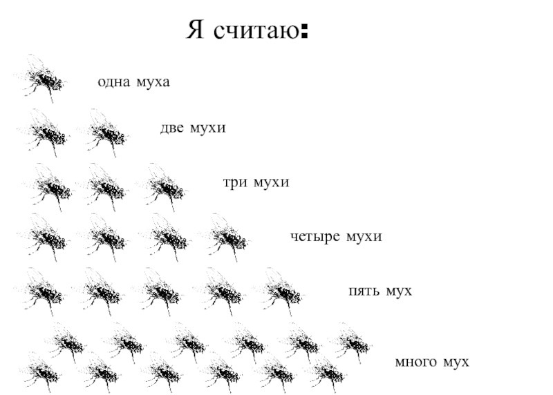 Эволюция мухи