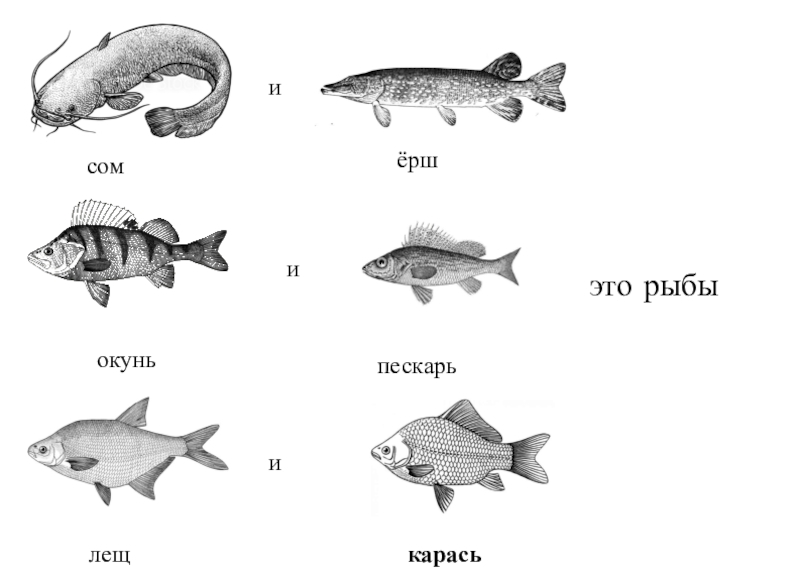 Рыбы карась ерш