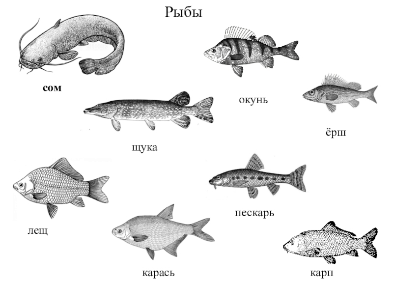 На рисунке изображены сом и щука длина щуки 50 см