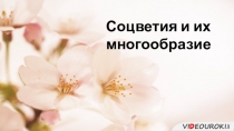 Соцветия и их многообразие