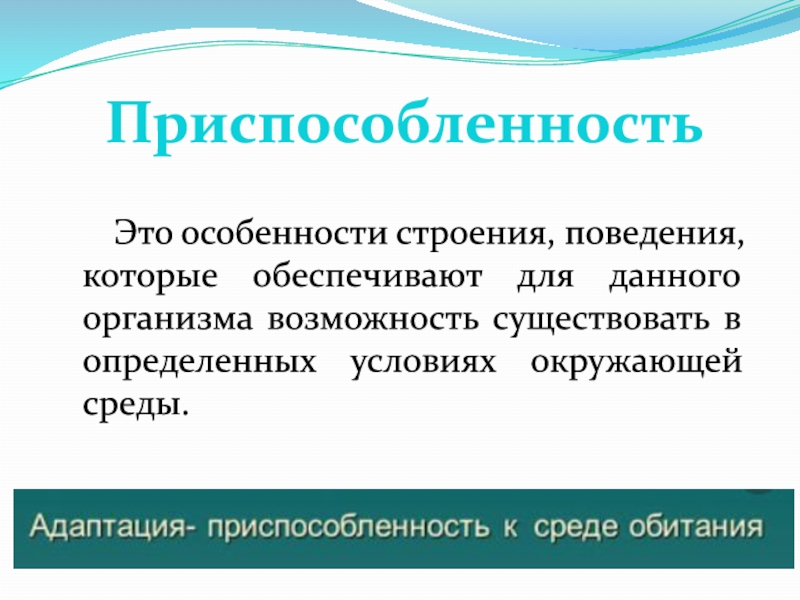 Приспособительные особенности строения и поведения животных. Приспособительные особенности строения и поведения животных таблица.