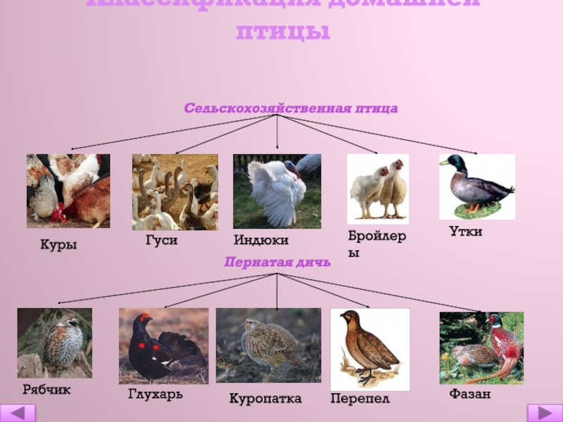 Классификация домашней птицы