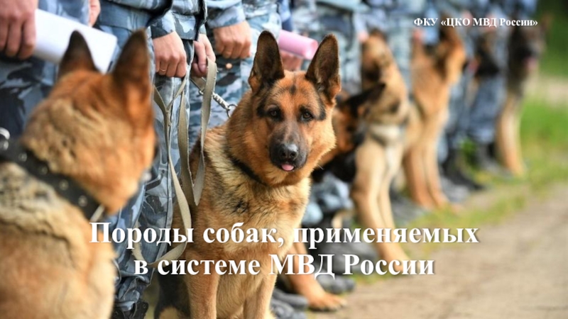 Презентация Породы собак, применяемых в системе МВД России