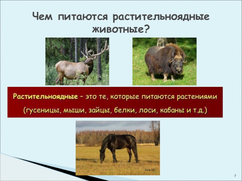 Известно что лось это крупное растительноядное. Растительноядные животные. Чем питаются растительноядные животные. Растительноядные/травоядные животные. Чем питаются растительноядные.