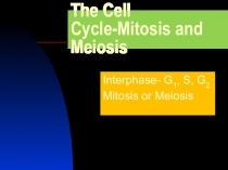 The Cell Cycle-Mitosis and Meiosis