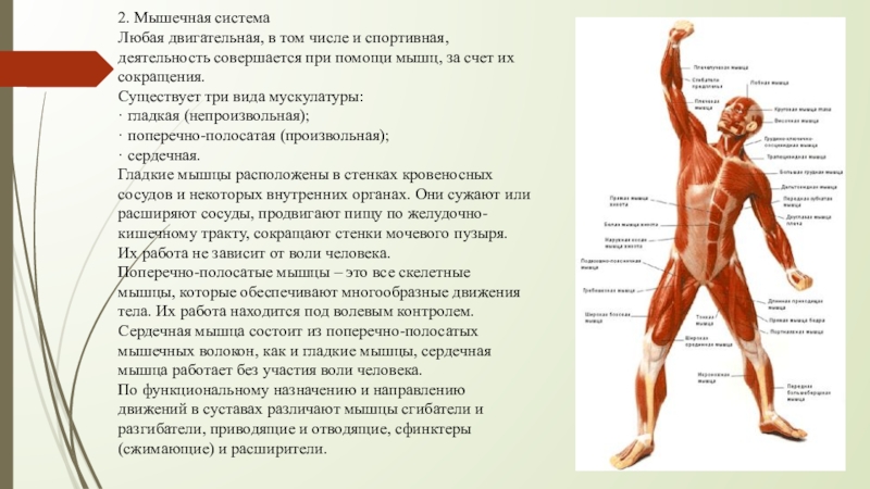 Мышечная система какие органы входят. Анатомо-физиологические основы мышечной деятельности. Мышечная система человека. Функции мышечной системы. Органы мышечной системы человека кратко.