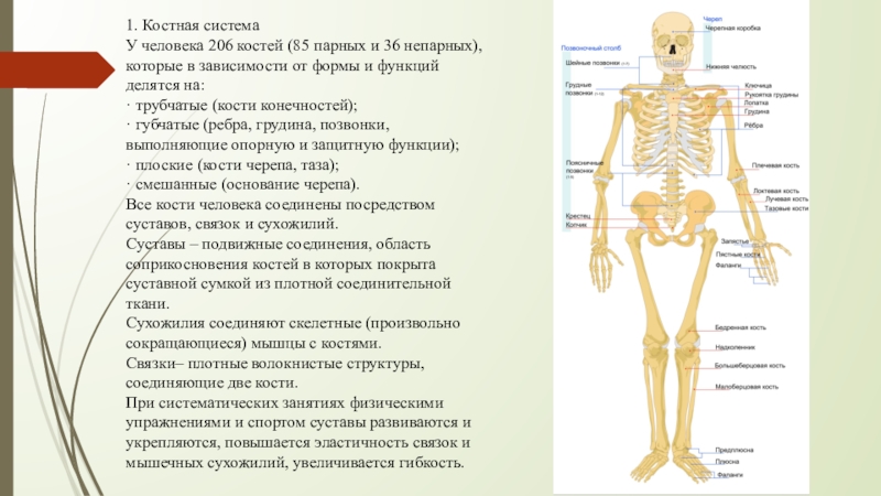 Костная система выполняет в организме функцию. Костная система человека органы и функции. У человека 206 костей. Костная система человека физиологические особенности. 206 Костей в человеческом теле.