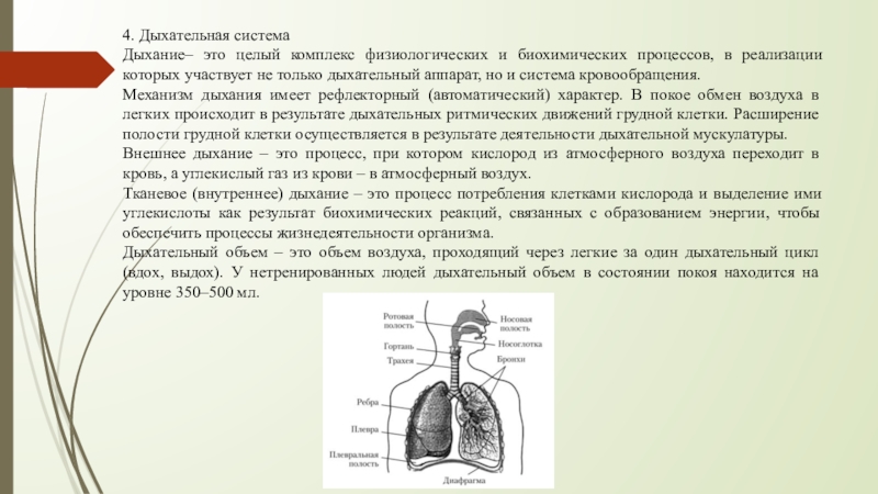 Физиологический процесс легких. Механизм дыхательного насоса. Анатомо-морфологические особенности. Мышечный насос, дыхательный насос.. Анатомо-физиологические особенности бедра.