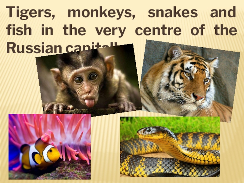 Tigers monkeys snakes and fish. Zoo для презентации. 5 Класс английский язык Moscow Zoo/ Tigers,Monkeys,. Сочинение тигр и обезьянка. Moscow Zoo many people enjoy going.