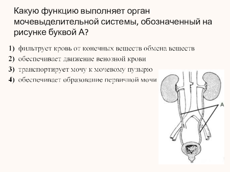 Какую функцию выполняет изображенный на рисунке орган