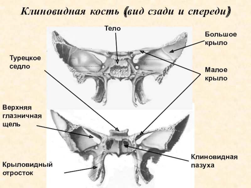 Клиновидная кость фото картинка