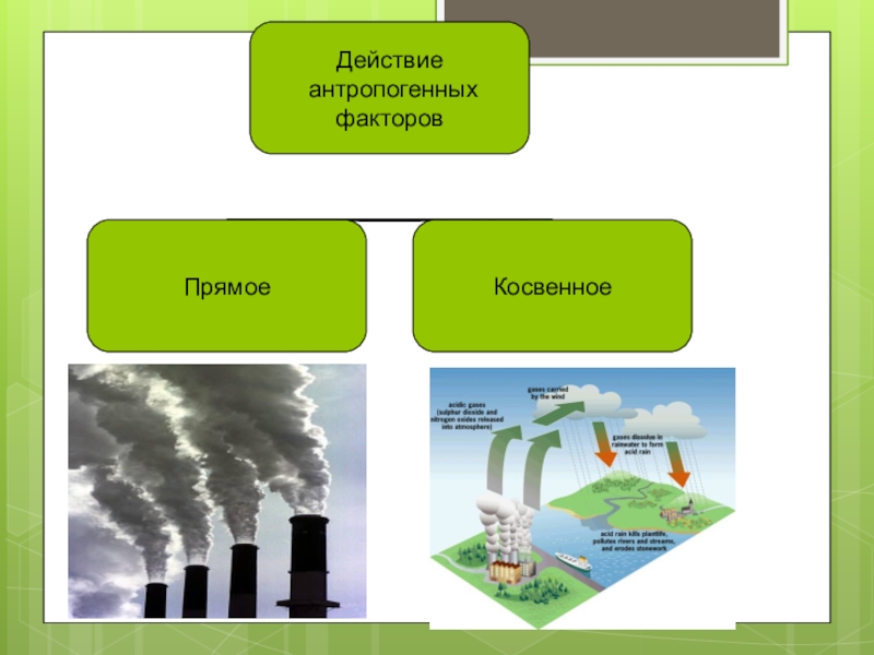 Экология среды жизни и экологические факторы
