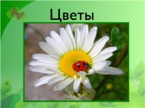 Цветы
