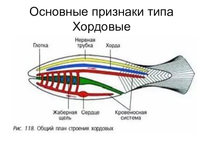 Тип хордовые схема