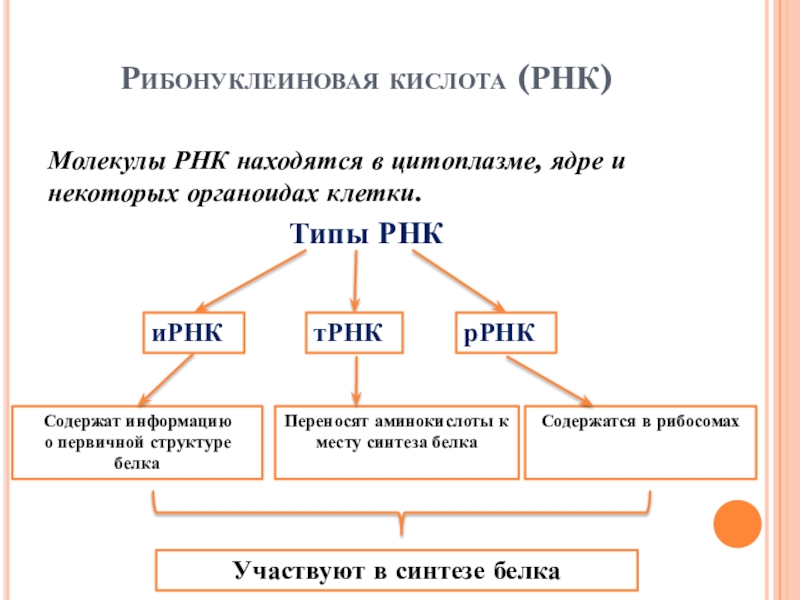 Рибонуклеиновая кислота. РНК, содержащая информацию о строении белка. РНК содержит органоиды клетки. В состав этого органоида входят белки и РНК. РНК не может находиться в следующих органоидах клетки.