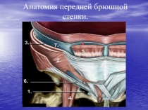 Анатомия передней брюшной стенки