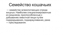 Семейство кошачьих