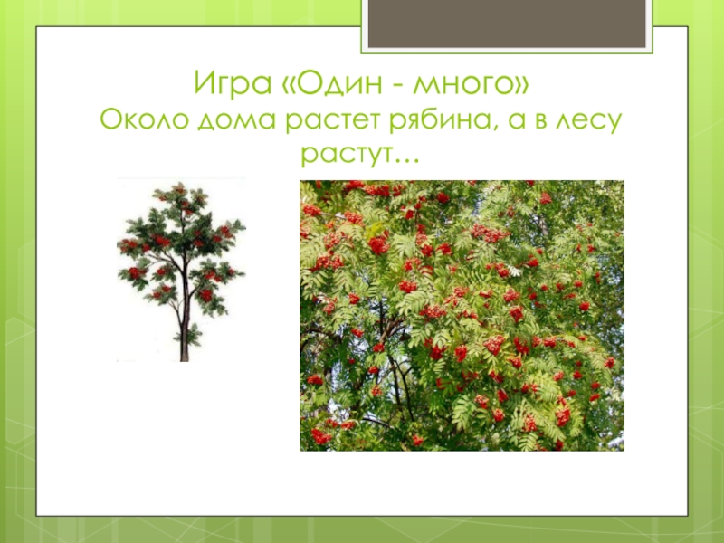 Лексическое слово ель. Рябина растет в презентация. Словарное слово рябина 3 класс. Рябина обыкновенная шаг посадки. Игры с рябиной.