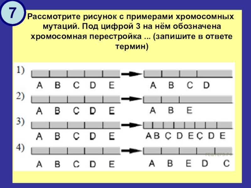 Рассмотрите рисунок определите какие виды мутаций изображены и впишите их названия в соответствии