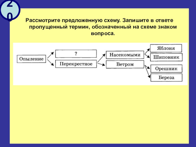 Рассмотрите предложенную схему классификации