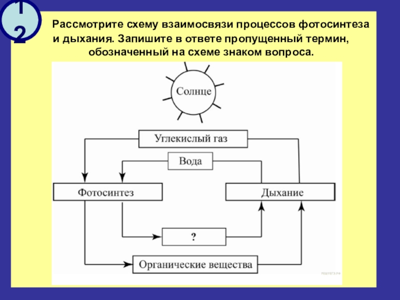 Рассмотрите схему запишите в ответе пропущенный термин