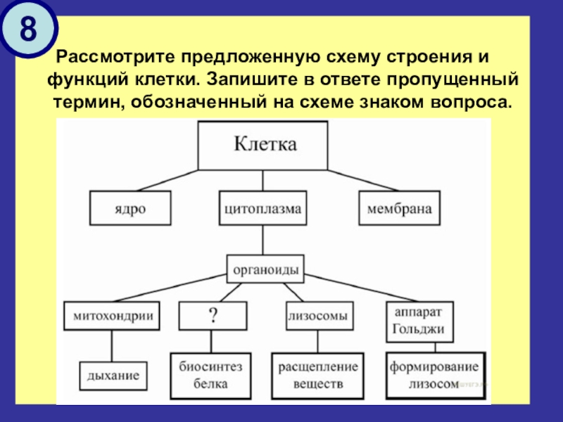 Рассмотрите предложенную схему строения и функций клетки запишите в ответе пропущенный термин