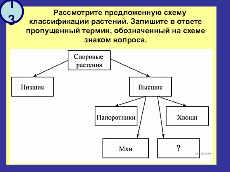 Рассмотрите схему запишите в ответе пропущенный термин