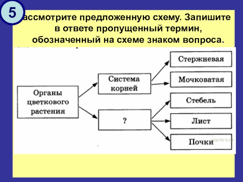 Запишите термин пропущенный в таблице. Пропущенный термин, обозначенный на схеме знаком вопроса. Ответ:. Рассмотрите предложенную схему типы симметрии. Запиши понятие пропущенное в схеме экономика. На схеме знаком вопроса обозначен этап потребности в информации.