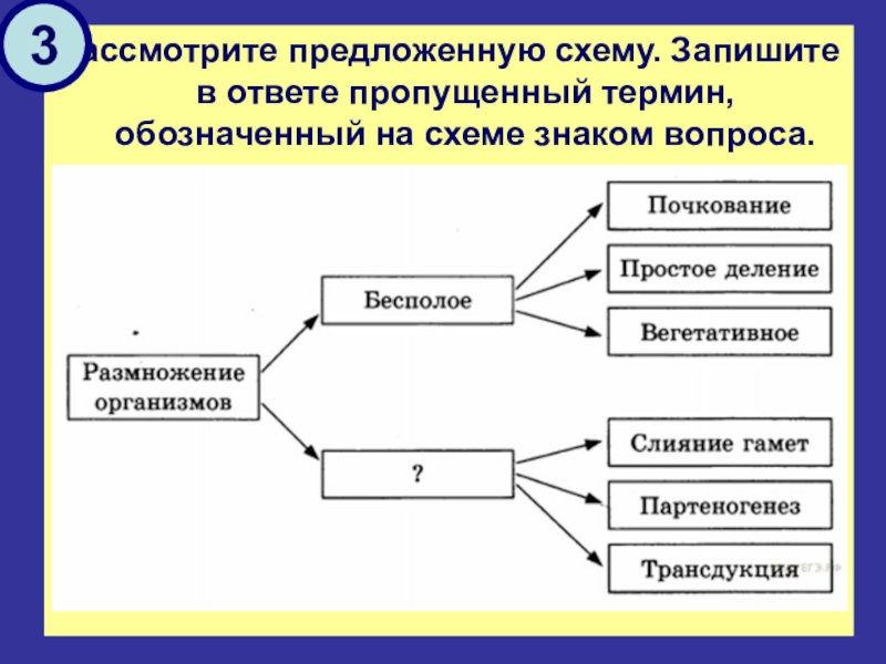 Рассмотрите предложенную схему классификации