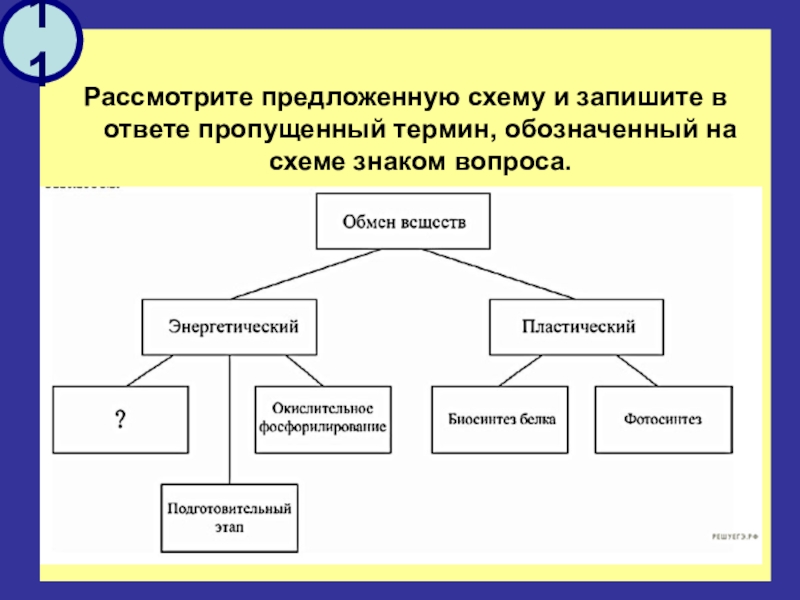 Рассмотрите предложенную схему строения и функций клетки запишите в ответе пропущенный термин